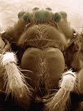 Microscopic View of Black Widow