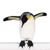 King penguin