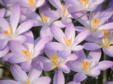 Flowers of Crocus