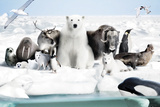 Buy Frozen Planet at AllPosters.com