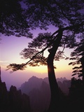 Buy Huangshan Pine in the Huangshan Mountains at AllPosters.com