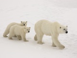 Buy Polar Bear Mother and Cubs at AllPosters.com