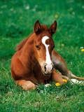 Quarterhorse, brown foal is lying in a meadow