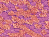 Trachea of a Rat