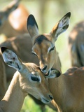 Buy Two Impalas taking care of each other,  Kruger National Park, South Africa at AllPosters.com