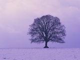 Oak tree, winter landscape, Germany