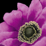 Buy Brilliant Blooms II at AllPosters.com