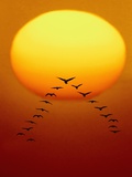 Geese Migrating