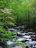 Stream in Lush Forest Photographic Print