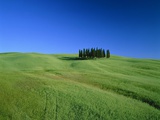 Buy Cypresses on a field in the Tuscany at AllPosters.com