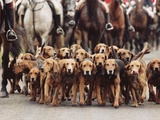 Group of Hunting Hounds at Foxhunt