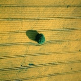 Aerial Shot of a Rape Field and Tree