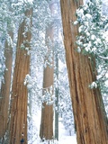 Buy Redwood giants in winter, California, USA at AllPosters.com