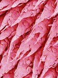 Tongue of a Rat