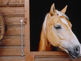 Horse sticking head out stable window