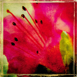 Vintage Garden II