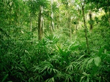 Buy Jungle, Tikal, Guatemala at AllPosters.com