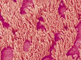 Trachea of a Rat
