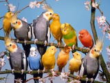 Canaries, budgies and cockatiels perched together