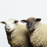 Sheep Standing Side by Side
