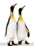 Two king penguins