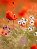 Buy Poppy, camomile and larkspur at AllPosters.com