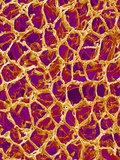 Blood Vessel Cast from Colon of a Rat