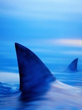 Shark Fins Cutting Surface of Water
