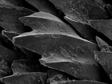 Buy Shark Skin Scale at AllPosters.com