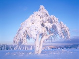 Buy Snow scene in winter at AllPosters.com