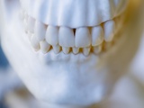 Skeleton teeth