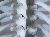 Skeleton spine and ribs Photographic Print