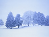 Buy Trees in snow-covered landscape in winter at AllPosters.com