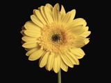 Gerbera Daisy