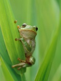 Tree Frog