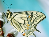 Swallowtail butterfly sitting on a blossom