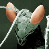 Praying Mantis Head