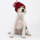 Terrier in Knit Cap