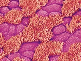 Trachea of a Rat