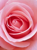 Pink rose
