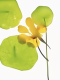 Yellow Nasturtium Flower with Green Leaves