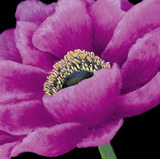 Buy Brilliant Blooms I at AllPosters.com