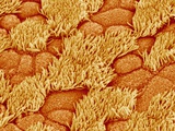 Trachea of a Rat