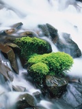 Stream and rocks
