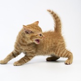 Angry Kitty