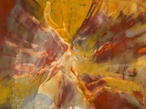Buy Cross-Section of Petrified Wood at AllPosters.com