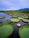 Water lily leaves with pink flower, Pantanal, Brazil (near Paraguay River)