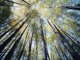 Bamboo Trees in Rainforest, Japan