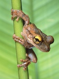 Bony-Headed Tree Frog