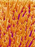 Outer Cells on Petal of Cymbidium Plant